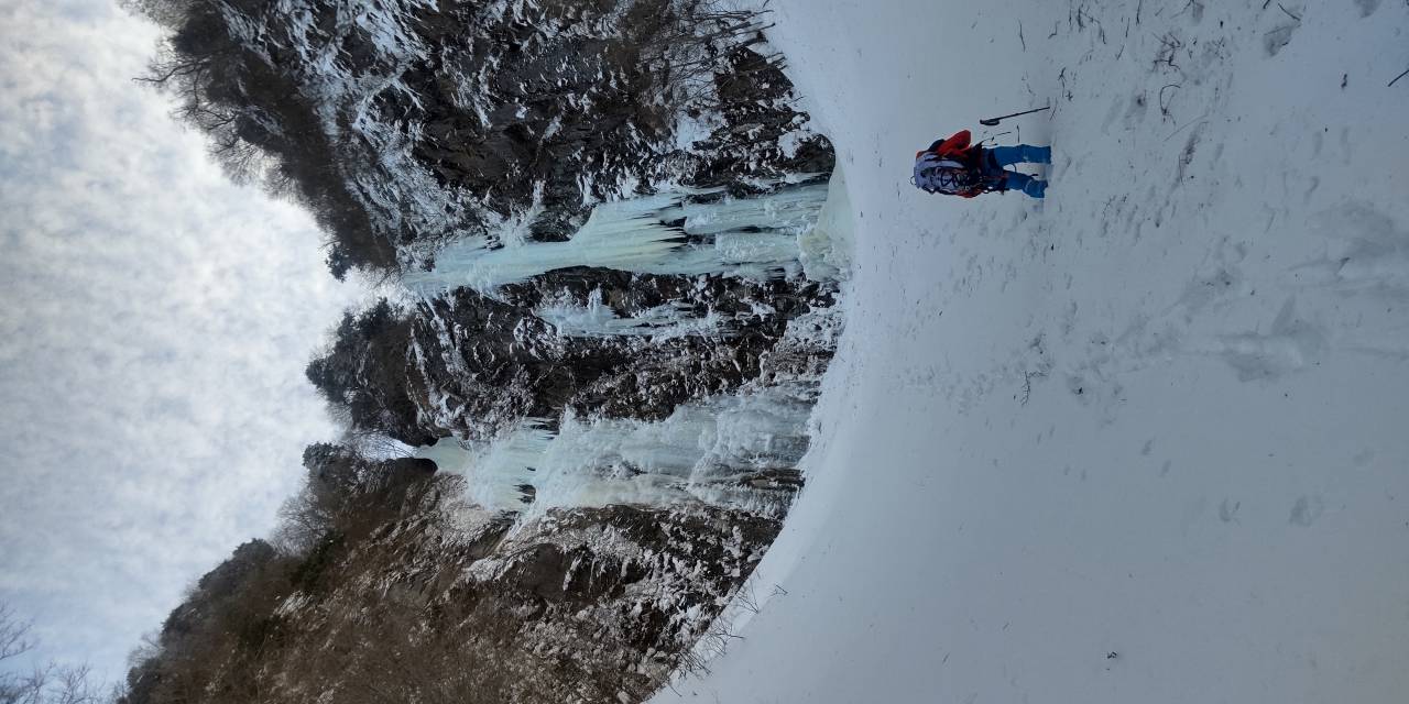 アナコンダ、コブラ